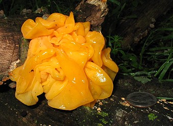 Tremella mesenterica