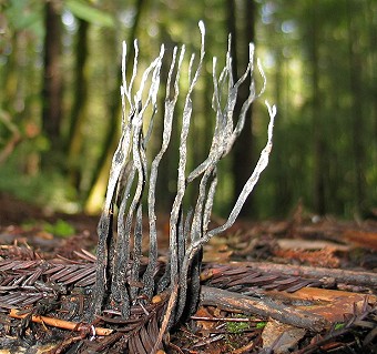 Xylaria hypoxylon