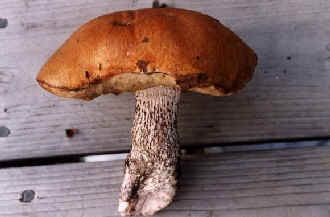 Birch Bolete