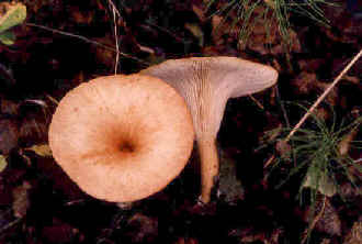 Clitocybe sp.