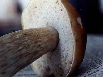 Closeup of Boletus sp.