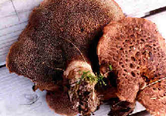 Hydnum imbricatum