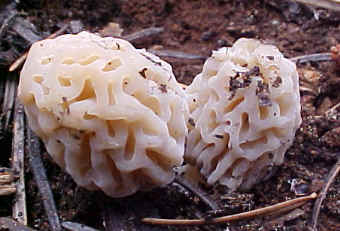 White Morels?