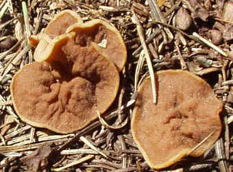 Discina perlata