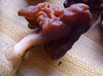 Gyromitra esculenta