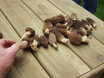 Morels