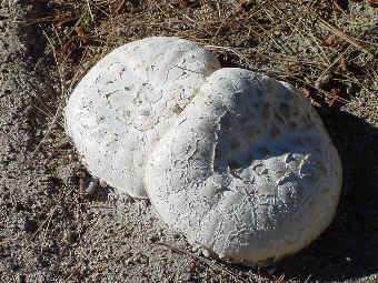 Lentinus ponderosus