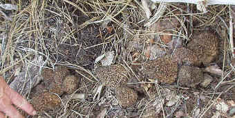 Morels