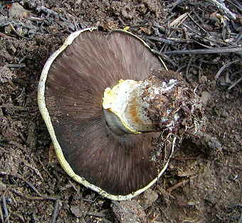 Agaricus albolutescens