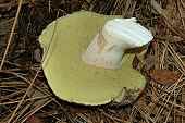 Boletus edulis underside