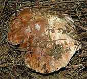 Boletus edulis