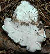 Hygrophorus purpurascens