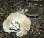 Lactarius sp.