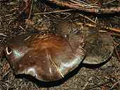 Lactarius sp.