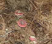 Russula xerampelina