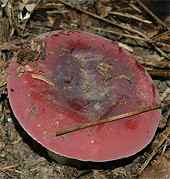 Russula xerampelina