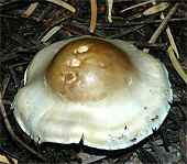 Tricholoma sp.