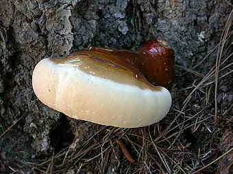 Ganoderma oregonense