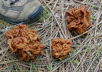 Gyromitra montana