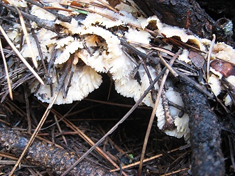 Merulius (Phlebia) tremelosus