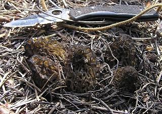 Morchella elata group