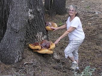 Ganoderma oregonens