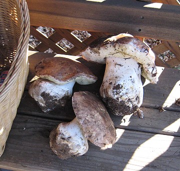 Boletus aereus