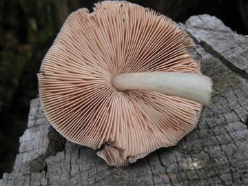 Pluteus cervinus