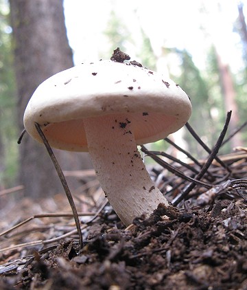 Hygrophorus chrysodon