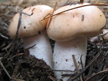 Hygrophorus pudorinus