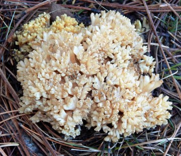 Ramaria sp.