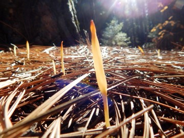 Clavaria vermicularis (Fairy Fingers)