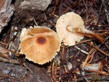 Lepiota?