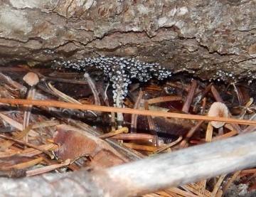 Tiniest mushrooms