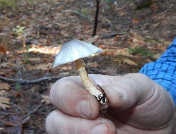 Lepiota?