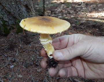 Armillaria albolanaripes close-up