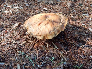 A very large Suillus sp.