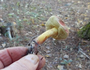 Boletus or Suillus?