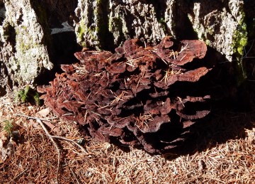 Phaeolus schweinitzii (Dyer's Polypore)