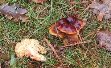 Hygrocybe sp. (Waxy Caps)