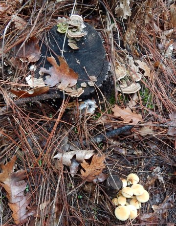 Turkey tails?