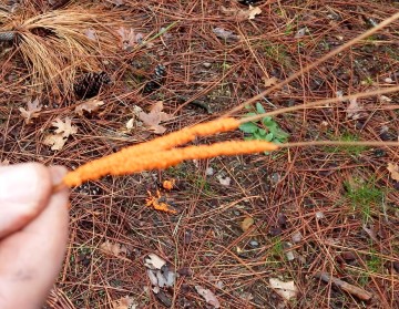 Unidentifeid slime mold on some pine needles