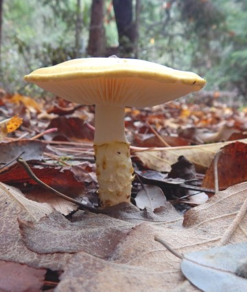 Armillaria floccosus (sheathed Armillaria)