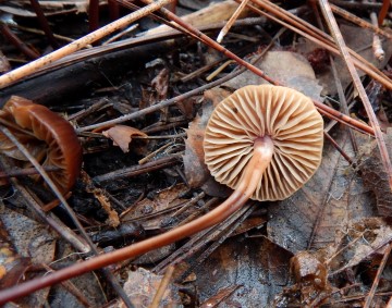 Mycena pura? gills