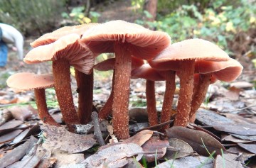 Laccaria laccata