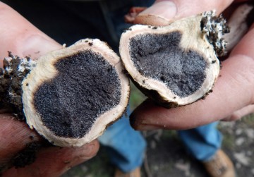 A young Scleroderma polyrhizum (Dead Man's Fist)