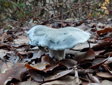 Clitocybe odora (anise-scented Clitocybe)