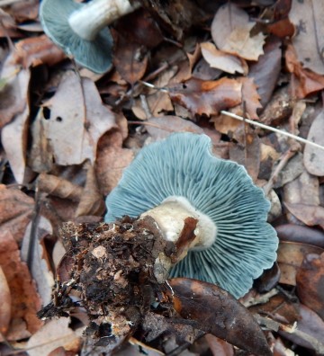 Clitocybe odora gills