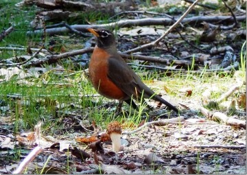 Robin and half-free morel