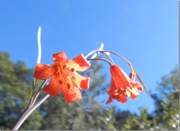 Fritillaria recurva